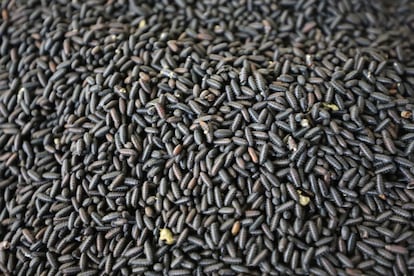 Moscas infértiles de gusano barrenador en la planta de COPEG, en Panamá.
