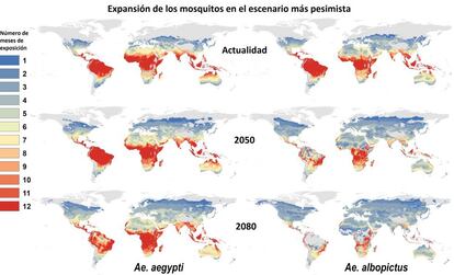 Esta es la proyección que hace el estudio para la expansión de las dos especies del mosquito Aedes en el escenario más pesimista, si las temperaturas subieran entre tres y siete grados de aquí a 2080. Los colores representan durante cuántos meses las temperaturas serían propicias para estos insectos. Pinchar en la imagen para aumentar.