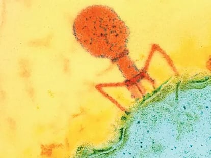 Un virus bacteriófago visto con microscopio.