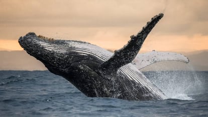 A vida marinha do Pacífico que queremos proteger