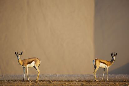 Gacelas saltarinas en el cauce seco del río Hoarusib, en Namibia.