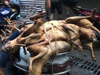 El festival de Yulín se mantiene pese a prohibiciones, alertas sanitarias y campañas animalistas. Las imágenes pueden herir su sensibilidad