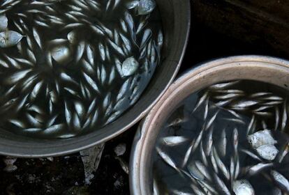 Detalle de pescado que está siendo lavado en Jamestown, una localidad pesquera en Accra, Ghana.