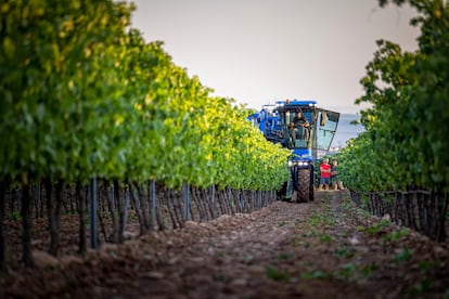 La vendimia de 2022 comenzó el miércoles 10 de agosto en la Denominación de Origen Calificada (DOCa) Rioja.