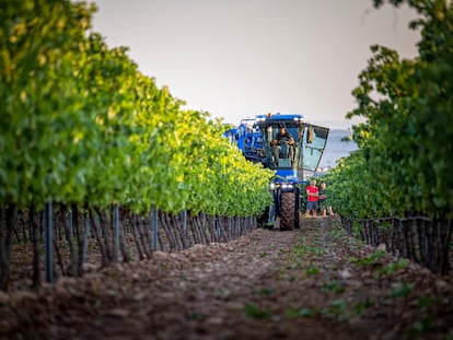 La vendimia de 2022 comenzó el miércoles 10 de agosto en la Denominación de Origen Calificada (DOCa) Rioja.