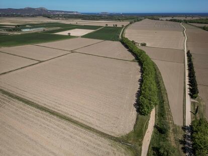 En la imagen, vista aérea de los arrozales de Pals. Varios campos no serán cultivados por falta de agua.
