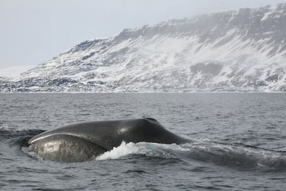 Amenazada de extinci&oacute;n hasta los a&ntilde;os 80, la ballena boreal es el mam&iacute;fero m&aacute;s longevo. Mads Peter Heide-Jorgensen