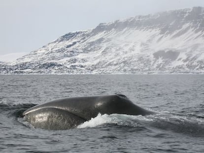 Amenazada de extinci&oacute;n hasta los a&ntilde;os 80, la ballena boreal es el mam&iacute;fero m&aacute;s longevo. Mads Peter Heide-Jorgensen