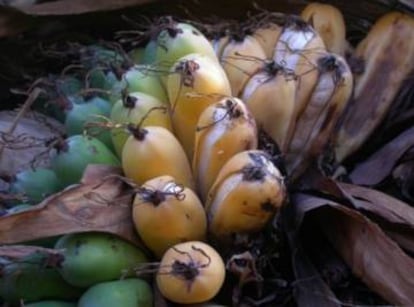 Fruto del banano de Madagascar.