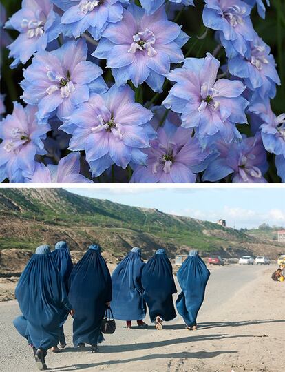 Flores del género Delphinium expuestas en el festival de las flores de Chelsea, Londres. / Un grupo de mujeres afganas camina por una carretera de Kabul, Afganistán.