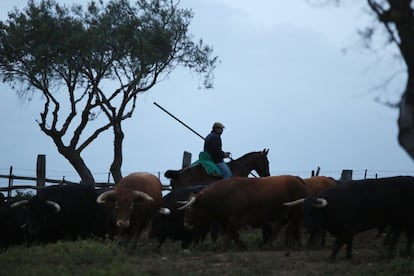 El ayundante del mayoral, con una garrocha, en la finca de Núñez del Cuvillo.