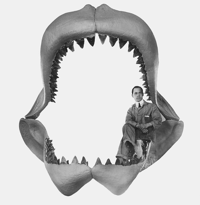 Reconstrucción de mandíbula de megalodón.