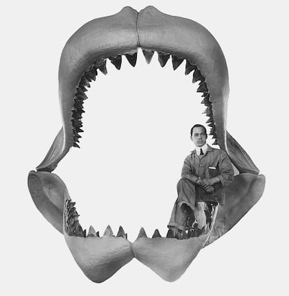 Reconstruction of megalodon jaw.