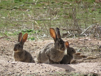 Conejos en el campo