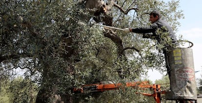 Un agricultor realiza trabajos de poda en un olivar. 