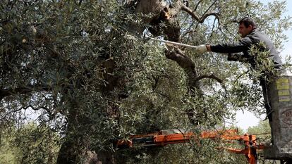 Un agricultor realiza trabajos de poda en un olivar. 