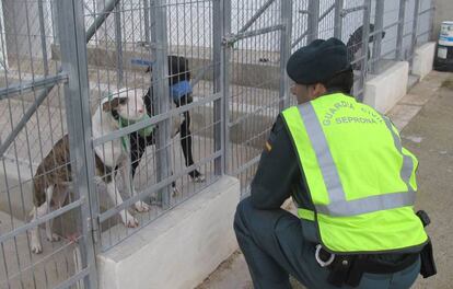 Los perros que mataron a un hombre de Alicante, antes de ser sacrificados.