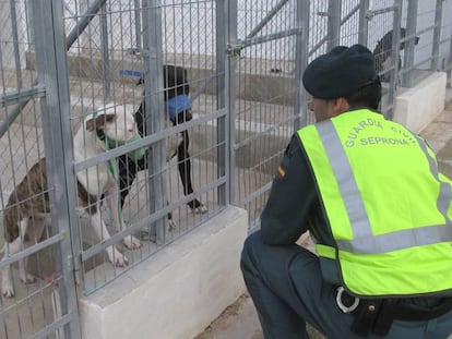 Los perros que mataron a un hombre de Alicante, antes de ser sacrificados.