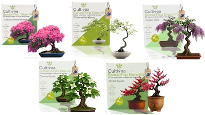 Este kit de cultivo de bonsai vem com seis sementes diferentes.