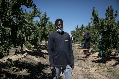 Aboubacar, de Costa de Marfil, en la finca de Torre Molins dedicada a las nectarinas. 