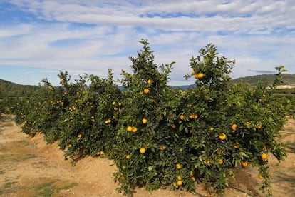 Unos arbolitos bien cargados de naranjas