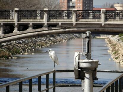 Una garceta en el puente de Reina Victoria, cerca de la colonia del Manzanares. 