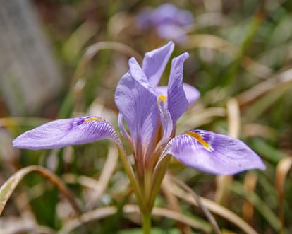 'Iris unguicularis' tiene un diseño muy atractivo que ilumina los días fríos de invierno. 