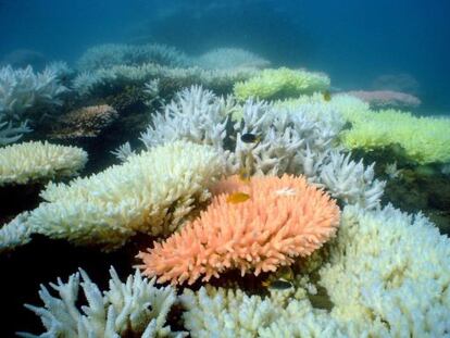 Corales de la isla de Halfway, Australia.