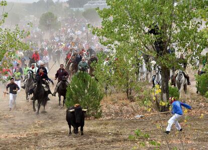 'Rompesuelas' integra la extensa lista de toros sacrificados en este festejo centenario, de origen medieval.