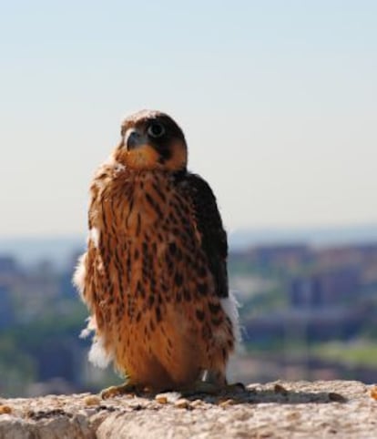 One of Madrid’s falcons.