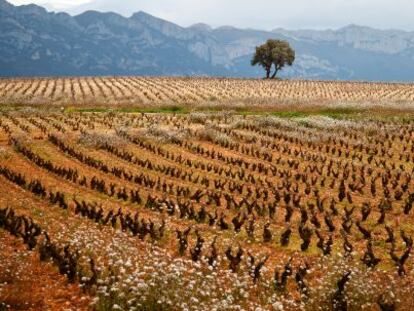 Durante 10 años adquirieron los viñedos más selectos de la comarca riojana de la Sonsierra.