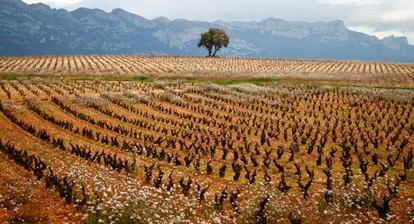 Durante 10 años adquirieron los viñedos más selectos de la comarca riojana de la Sonsierra.