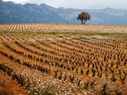 Durante 10 años adquirieron los viñedos más selectos de la comarca riojana de la Sonsierra.