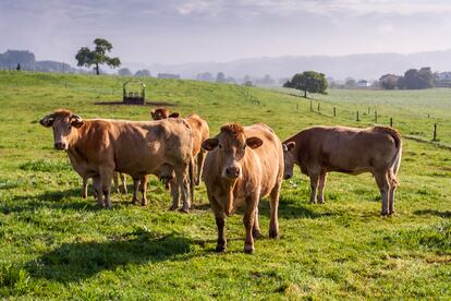 Cumbre del clima comer animales