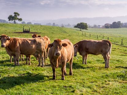 Un grupo de vacas pasta en la localidad gallega de Mabegondo (A Coruña).