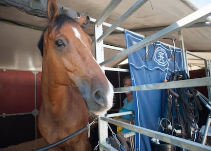 El esfuerzo que supone emigrar para vivir de la pasión por la equitación lo conoce bien Luis Eduardo Verde, llegado a España desde Uruguay hace 15 años para trabajar como mozo. Su jornada empieza a las 6 de la mañana y termina cerca de las 19.00 horas. Entre medias, ha alimentado, cepillado, limpiado y cuidado a sus caballos: “Yo estoy bien, pero reconozco que este es un oficio duro. Te tienen que gustar de verdad para que te puedas dedicar a esto”.