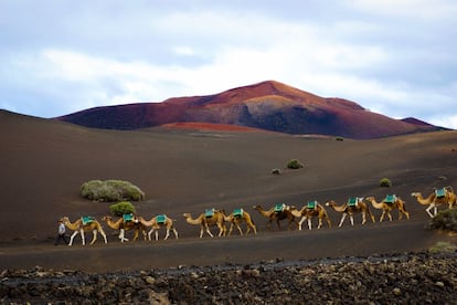 De este lugar se dice que no es una tierra muerta, sino recién nacida. Único parque nacional de España eminentemente geológico, Timanfaya es una muestra de volcanismo reciente: las erupciones ocurridas entre 1730, 1736 y 1824, dieron lugar a sus características estructuras geomorfológicas, jalonadas por más de 25 volcanes. Y colonizadas por líquenes que pintan de blancos, amarillos y verdes los negros y rojizos de lapillis, arenas y rocas basálticas.