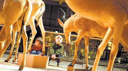 La colección de zoología del Museo Nacional de Historia Natural, la llamada Galería de la Evolución, se encuentra a un paso de la catedral de Notre Dame.