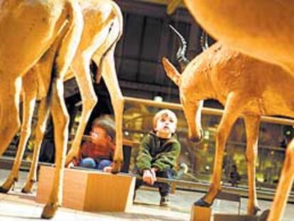 La colección de zoología del Museo Nacional de Historia Natural, la llamada Galería de la Evolución, se encuentra a un paso de la catedral de Notre Dame.