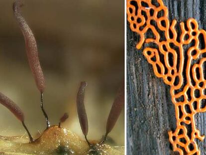 Varios tipos de eumicetozoos, a medio camino entre los hongos y los protozoos.