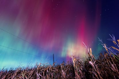 Luces rosas y celestes iluminan un campo de maíz en Hamilton, Ontario (Canadá). 