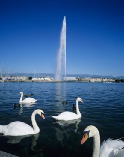 Cisnes en el lago de Ginebra con el Jet d’Eau, la gran fuente de agua, al fondo.