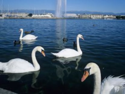 Cisnes en el lago de Ginebra con el Jet d’Eau, la gran fuente de agua, al fondo.
