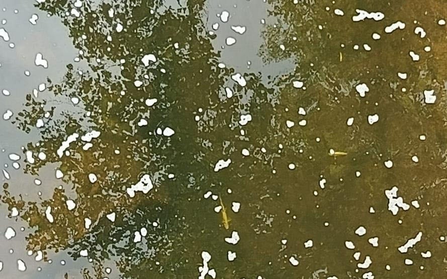 El río Llerana, “arrasado y sin vida” tras un vertido que afecta también al Pisueña con más de 2.100 peces muertos
