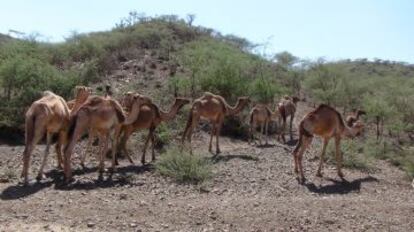 La delgadez de estos camellos ilustra los efectos de la sequía sobre los animales en el este de Etiopía.