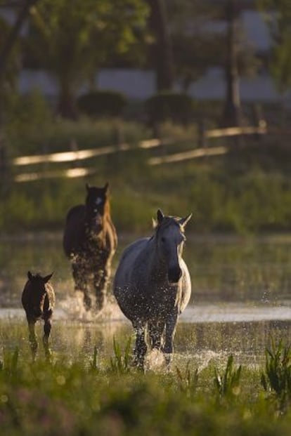 Caballos en el Parque Nacional de Doñana.