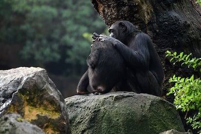 Chimpancés en el Bioparc de Valencia. 