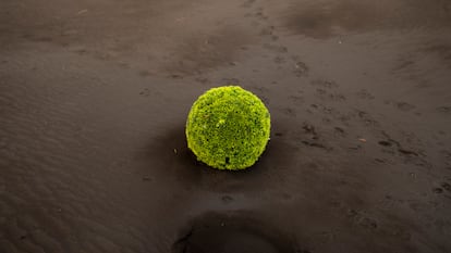 Parte de un arbusto emerge de entre las cenizas escupidas por el volcán de Cumbre Vieja, en La Palma, en una imagen del 1 de noviembre.