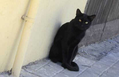 Un gato callejero junto a una pared en una calle de Valencia.