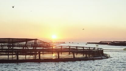 Somos (el pescado saludable) que comemos